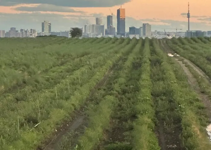 Skyline-view * Gerasdorf bei Wien